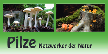 NMC Pilze