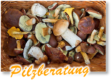 Pilzberatung