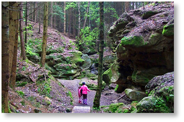 W EinbergerForst